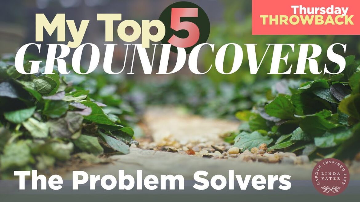 My Top 5 Problem Solving Ground Covers My Top 5 Problem Solving Ground Covers