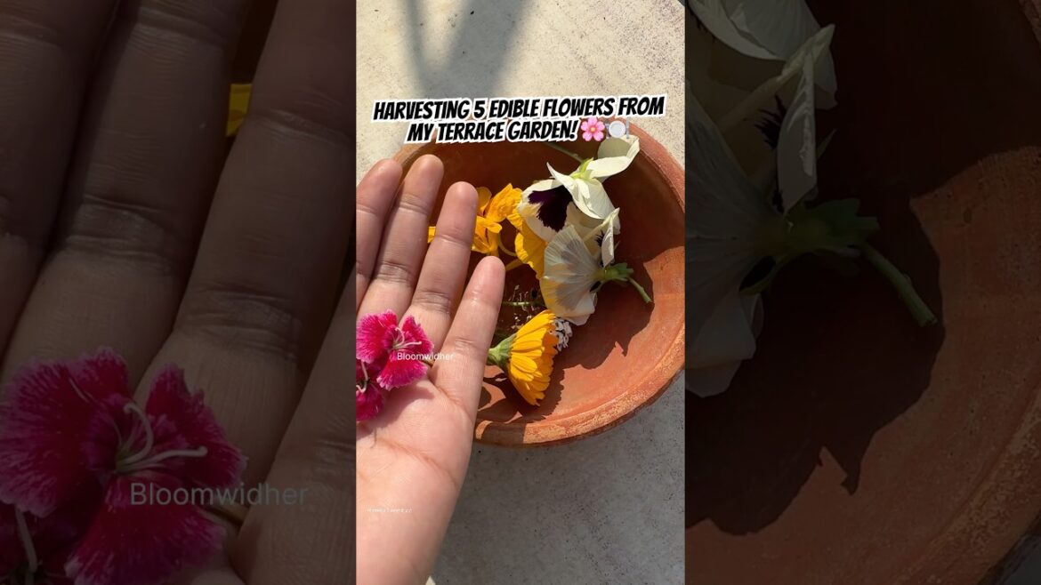 Harvesting 5 Edible Flowers from My Terrace Garden! | Easy & Homegrown 🌿✨ #gardening #shorts