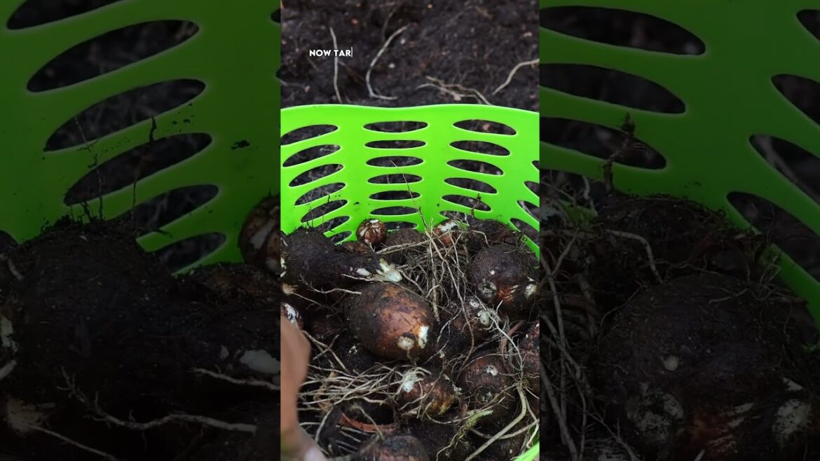 Taro Triumph: Growing & Harvesting Nutritious Taro Roots in Containers!