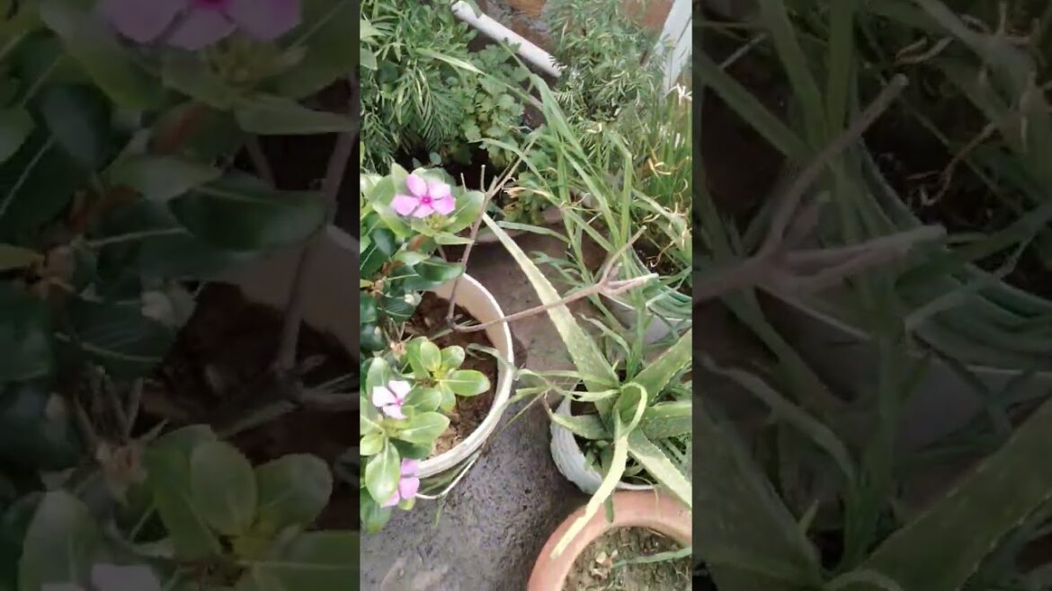 Ham ladies gardener jab bahut thak jate hain #gardening #plants #tarracegarden 😀 #short #shorts