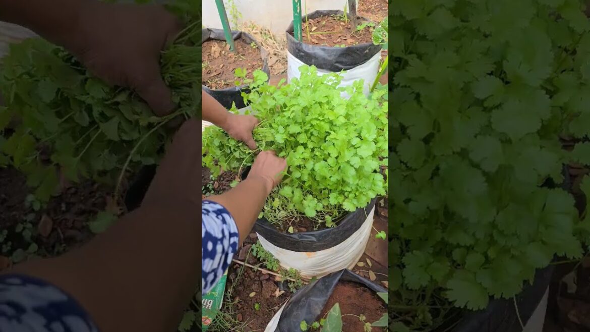 Joy of Harvesting Coriander leaves #ramadevisvlogs #gardening #organic farming #ytshorts #satisfying Joy of Harvesting Coriander leaves #ramadevisvlogs #gardening #organic farming #ytshorts #satisfying