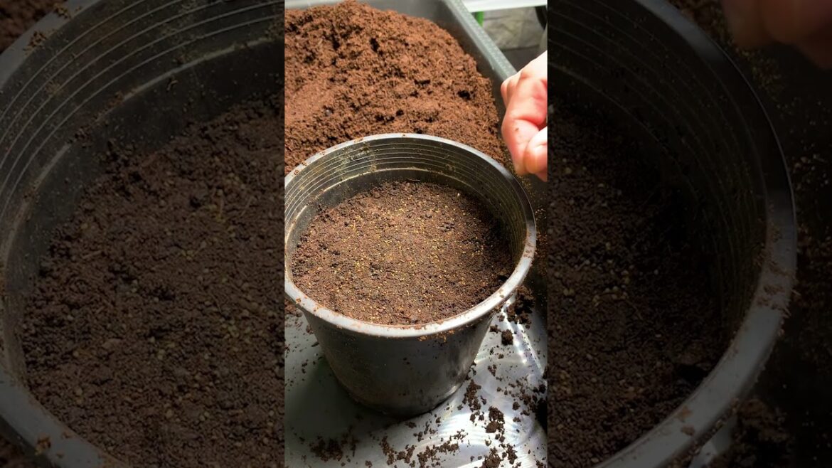 We’ve been growing a lot of celery and this is how we grow it from seed to harvest We've been growing a lot of celery and this is how we grow it from seed to harvest