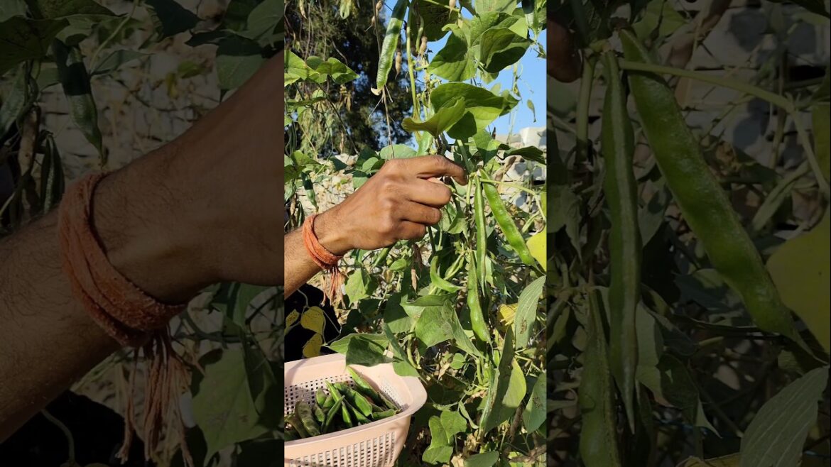 Went to the garden and picked fresh beans #nature #farming #beans #shorts