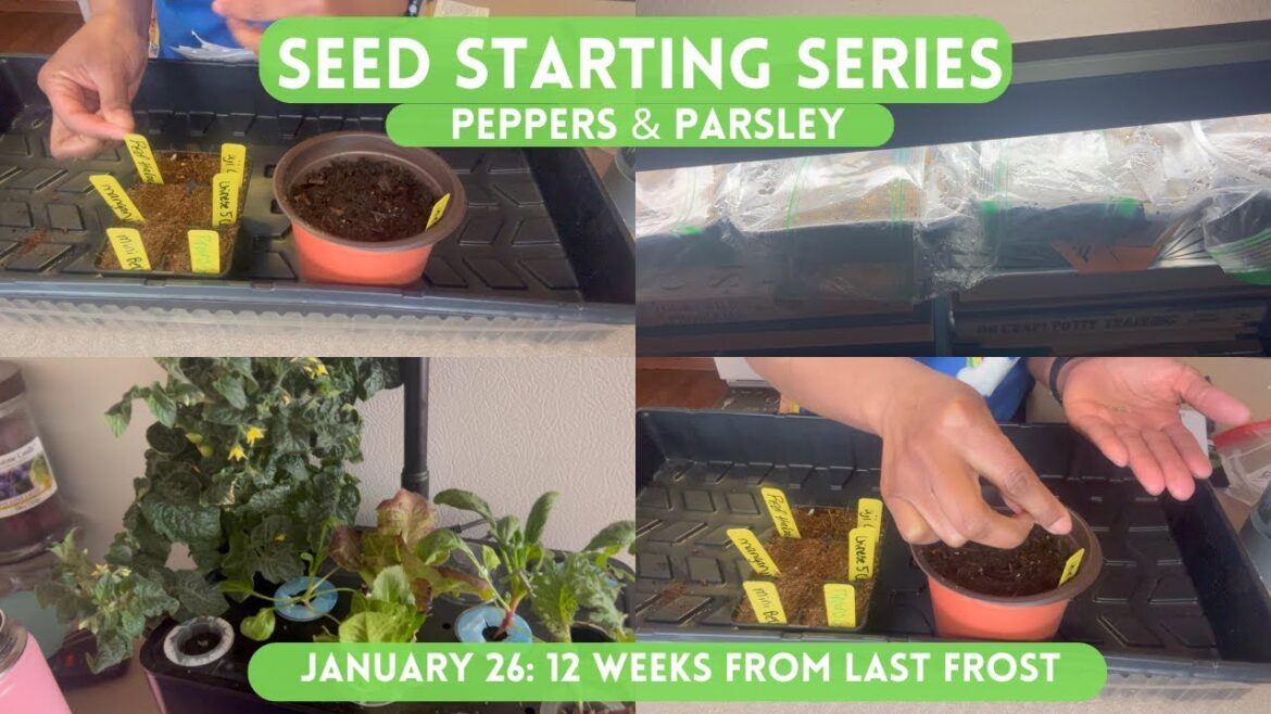 12 Weeks Before Last Frost: Indoor Grow Space Update and Seed Starting Area Tour