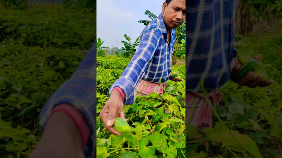 Green Gold: Pointed Gourd or परवल or পটল Harvesting by a Dedicated Farmer #shorts