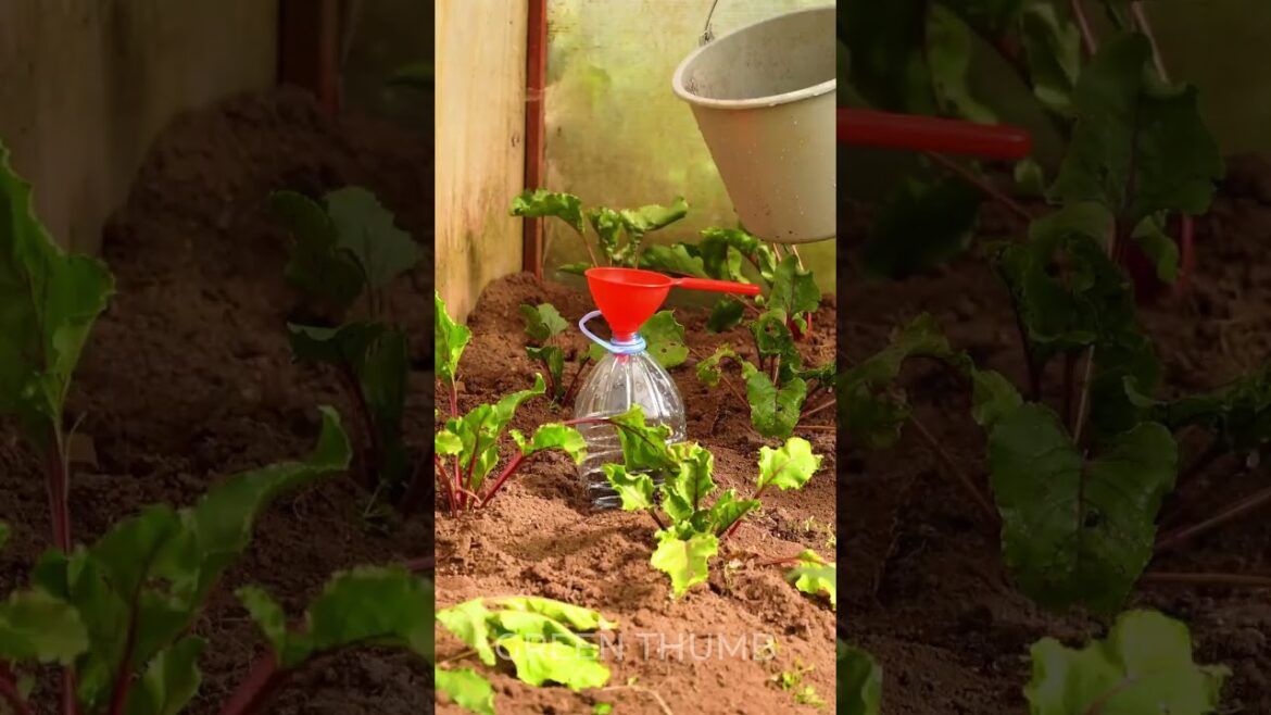 Gardening Hacks for Stunning Harvest and Growing Your Own Fresh Food ๐
๐ฅ๐ฝ Gardening Hacks for Stunning Harvest and Growing Your Own Fresh Food ๐
๐ฅ๐ฝ