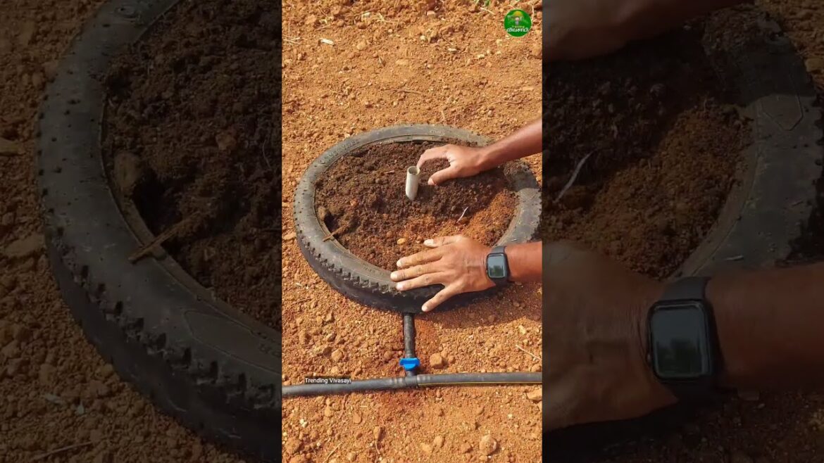 🔥Gardening idea!!👌🏻👆🏻Sprinkler method for home garden! #gardening #ideas #short 🔥Gardening idea!!👌🏻👆🏻Sprinkler method for home garden! #gardening #ideas #short
