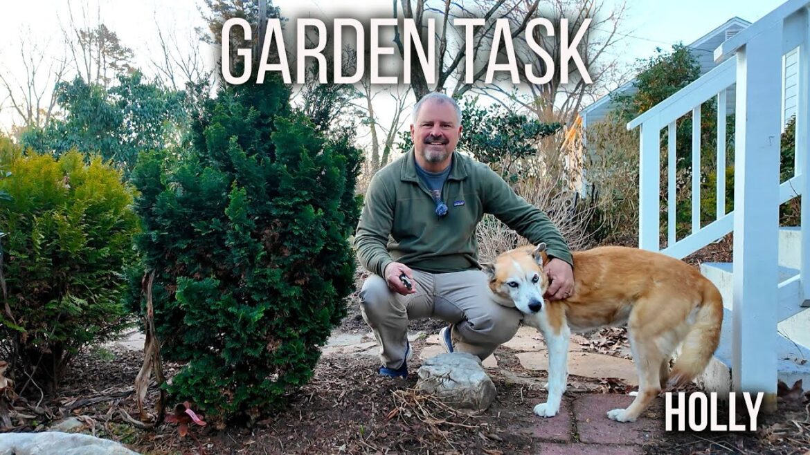 Garden Task - Pruning Clematis, Hellebores, Groundcovers - Preparing Plants to Move - Cut Out Sports