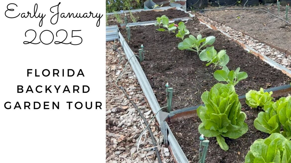 Early January 2025 Florida Backyard Garden Tour
