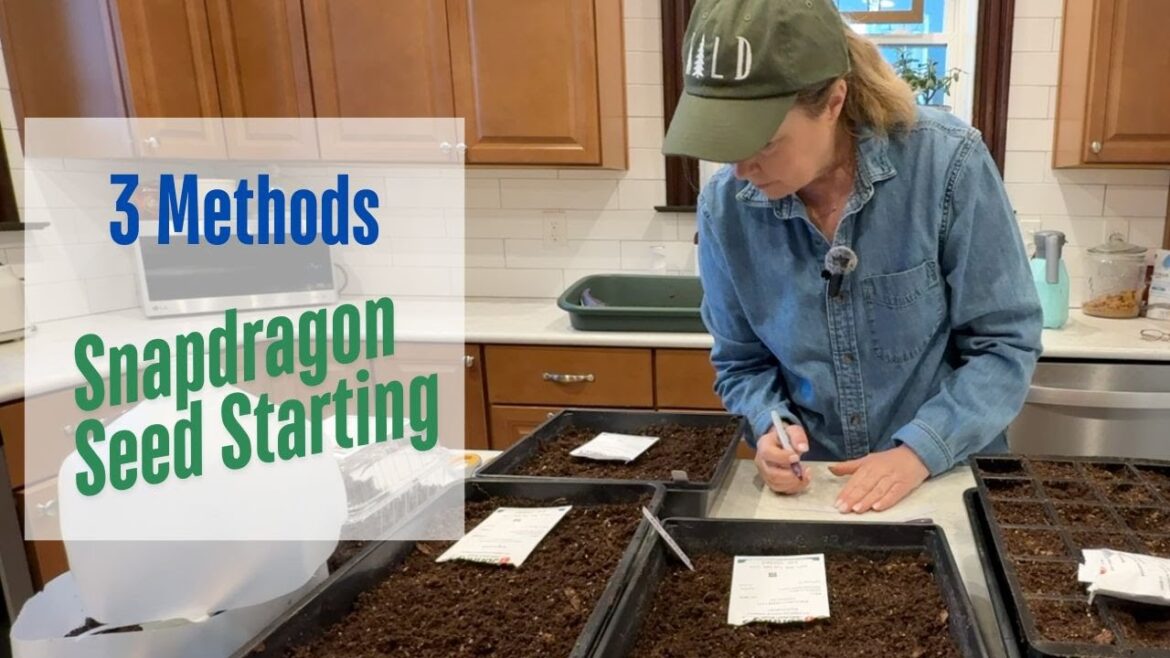 Starting snapdragon seeds using 3 METHODS 🌸🌱🌿 //Main St Gardener