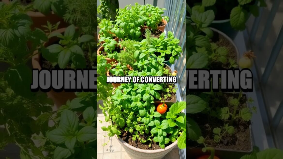 The Charm of Container Gardening The Charm of Container Gardening