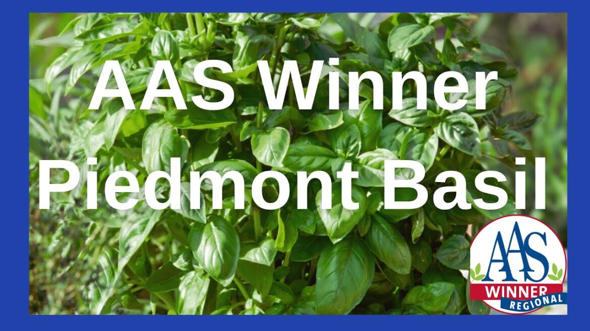 All-America Selections Flowers & Vegetables: Supercharge Your Cooking with Piedmont Basil (Easy to Grow!)#basil #herbs #growherbs Supercharge Your Cooking with Piedmont Basil (Easy to Grow!)#basil #herbs #growherbs