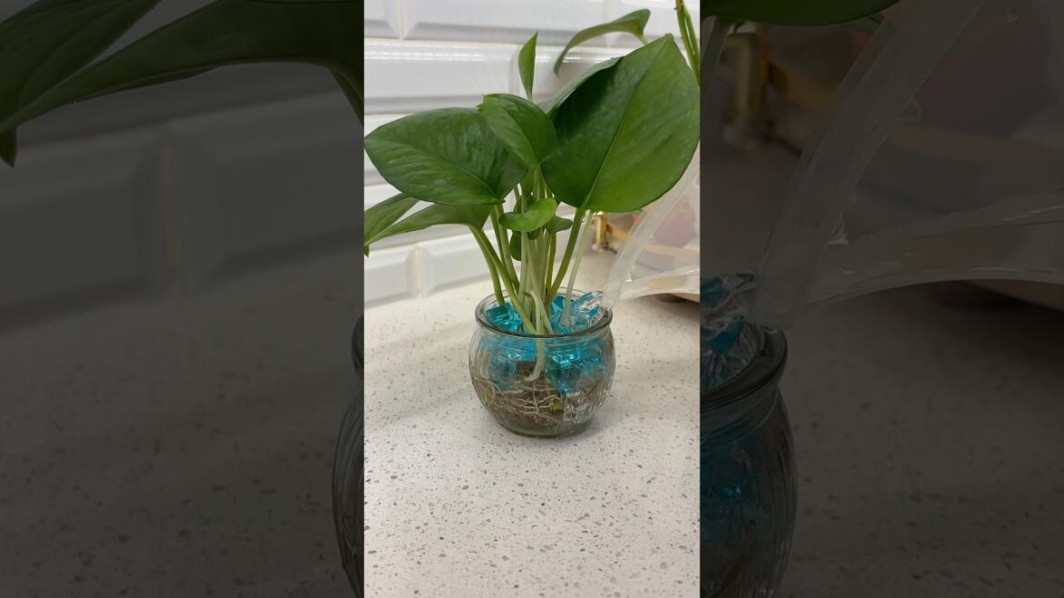 Money Plant Home Decor ideas 🪴 #homedecor #indoorplants #happiness #showpiece #gardening #diy