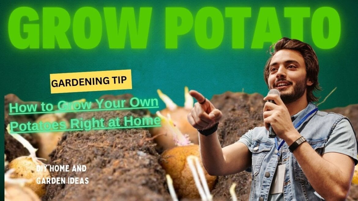 How to Grow Your Own Potatoes Right at Home #diy #gardening #farming #natural #youtube #viralvideo How to Grow Your Own Potatoes Right at Home #diy #gardening #farming #natural #youtube #viralvideo