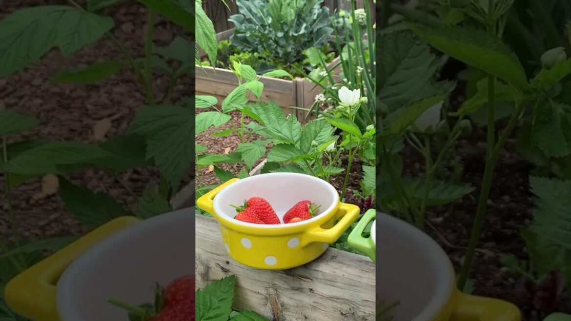 Backyard Edible Garden π±ππ« #shorts #gardening #backyardgarden #organicgardening #gardeninspiration Backyard Edible Garden π±ππ« #shorts #gardening #backyardgarden #organicgardening #gardeninspiration