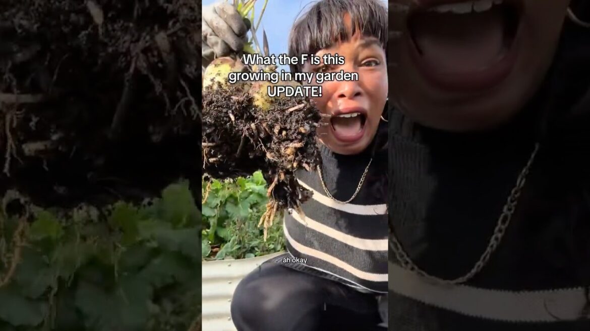 I Finally Figured Out What Was Growing in My Garden!