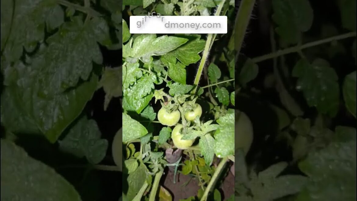 Successful farmers cultivate new vegetables