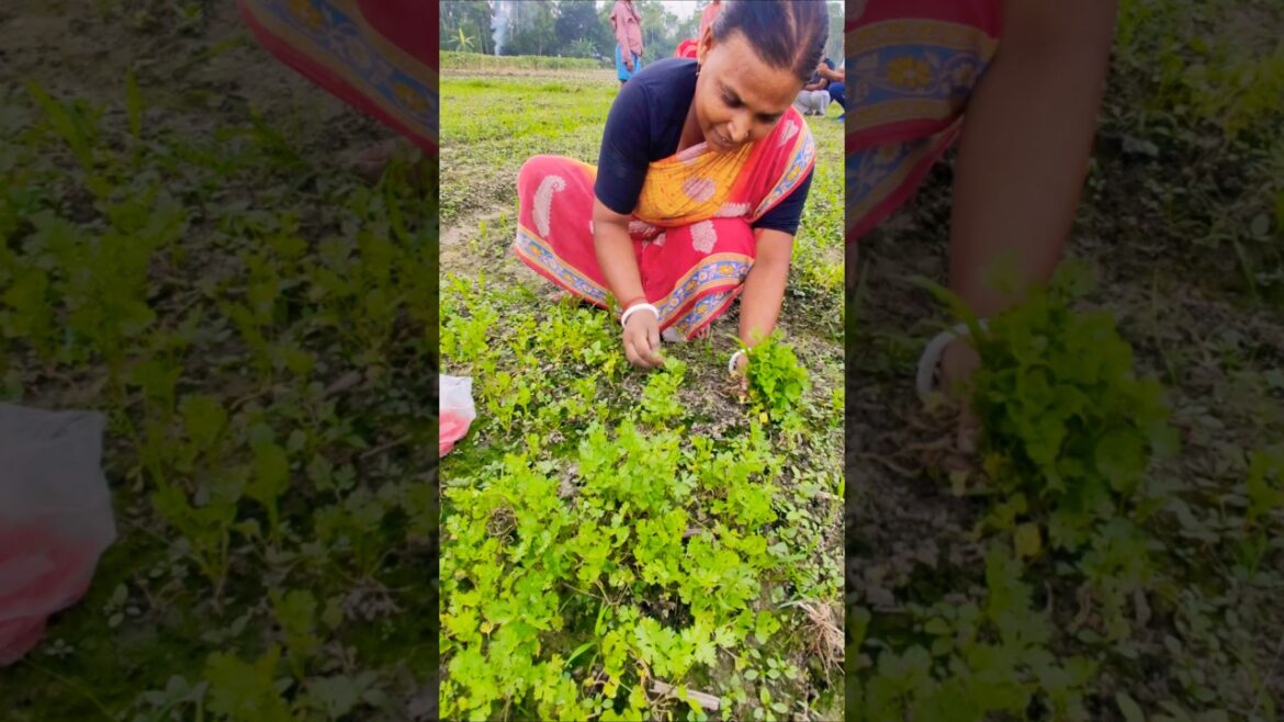 Fresh Coriander Leaves Picked by Amazing Women Farmers #shorts #viralshort