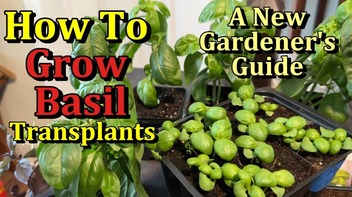 How to Easily Start & Grow Basil Indoors for Transplanting ( A New Gardener's Guide)