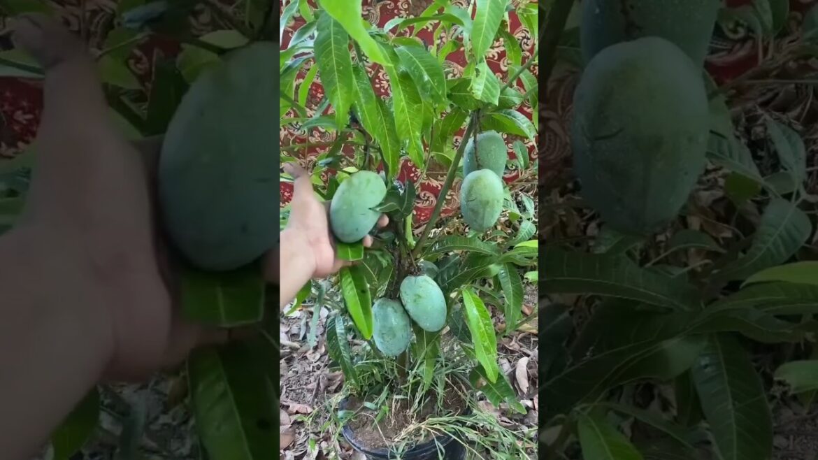 Easy way to grow mango in pot #gardening #shorts #ytshorts #terracegarden #summer