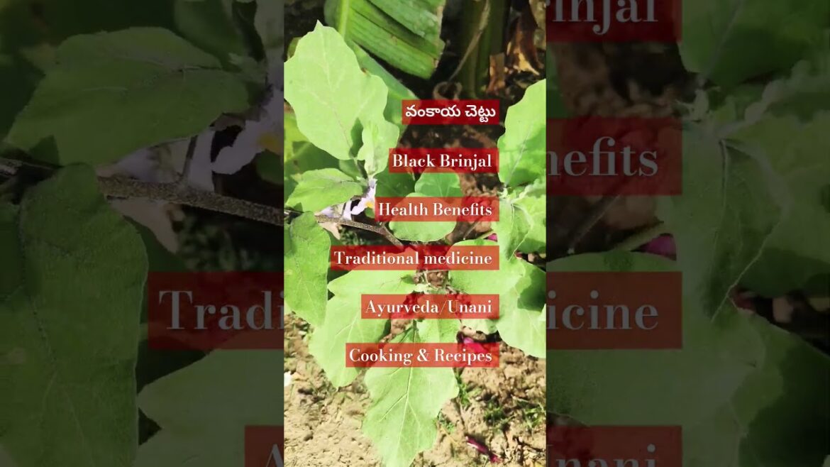 Black Brinjal Plant #Shorts    #Best#Fruit#Edible#Curry #Vegetables#Cooking#Love #Food
