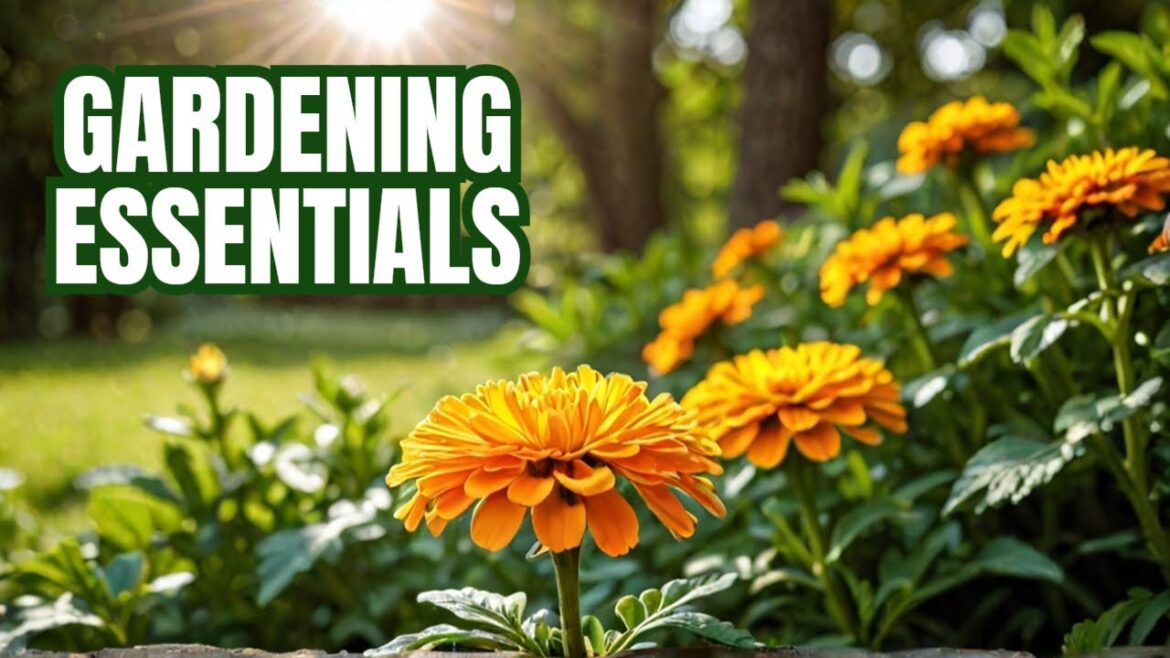 Marigold: The 5 Essential Marigold Care Tips Every Gardener Needs to Know! Marigold: The 5 Essential Marigold Care Tips Every Gardener Needs to Know!