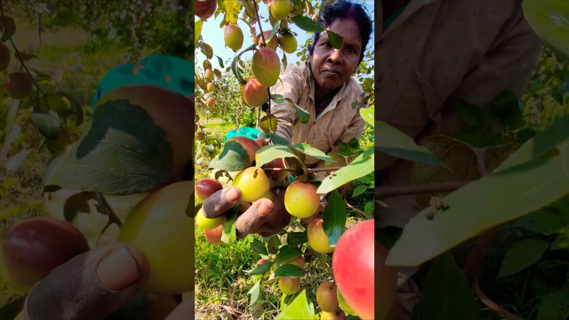 Nature’s Bounty: Watch Incredible Women Harvest Apple Ber or আপেল কুল #shorts
