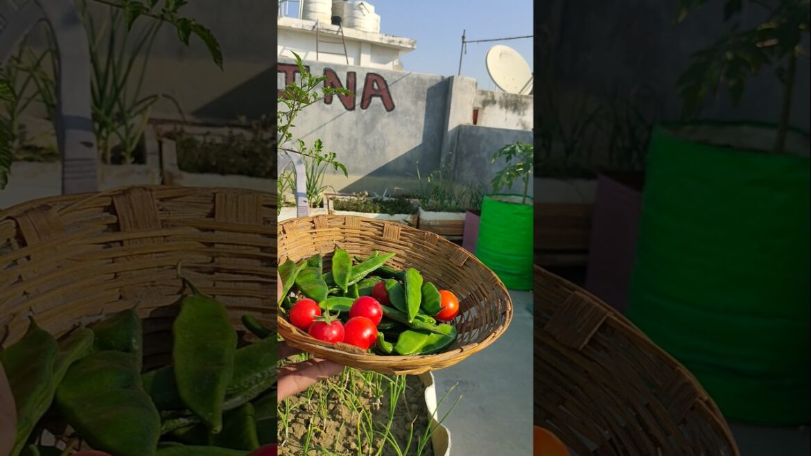 Vegetable Gardening #rainaterracegarden #shorts #ytshorts #terracegarden