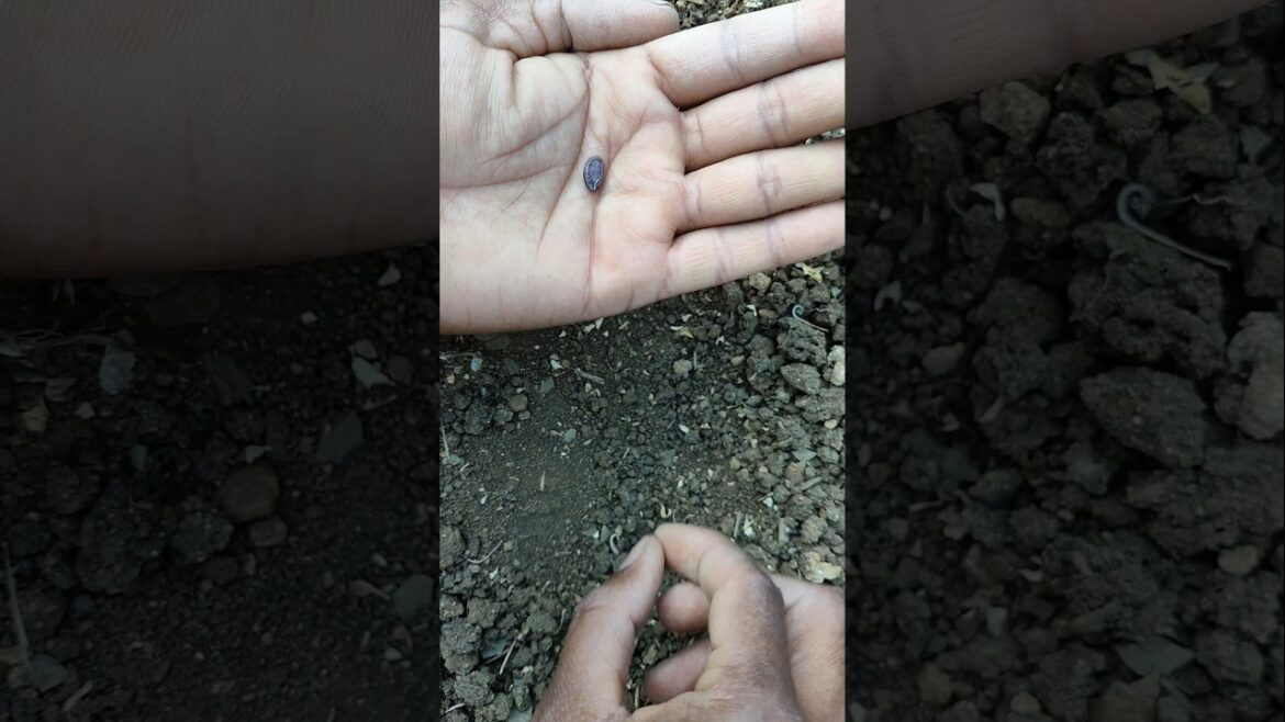 sowed Apple gourd seeds #nature #farming #applegourd #shorts sowed Apple gourd seeds #nature #farming #applegourd #shorts