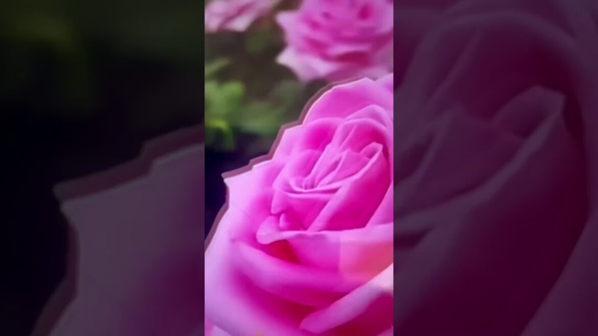 Beautiful Fresh rose Flowers With Positive Vibes #rose #flowers #decorationwithnature #plantsdecor Beautiful Fresh rose Flowers With Positive Vibes #rose #flowers #decorationwithnature #plantsdecor