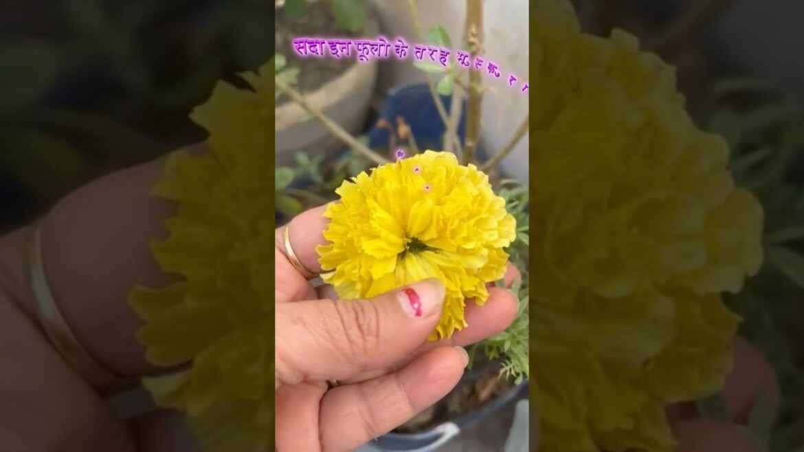 Marigold Flower Plant for Home Marigold Flower Plant for Home