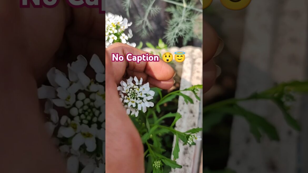 Sweet Alyssum Flowers 😇 Blooming on my terrace 🏡  #shorts #gardening