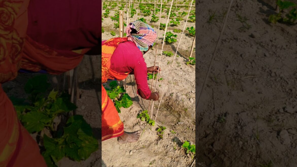 Stronger Vines, Better Growth: Cucumber Support with Jute Sticks 🥒 #shorts