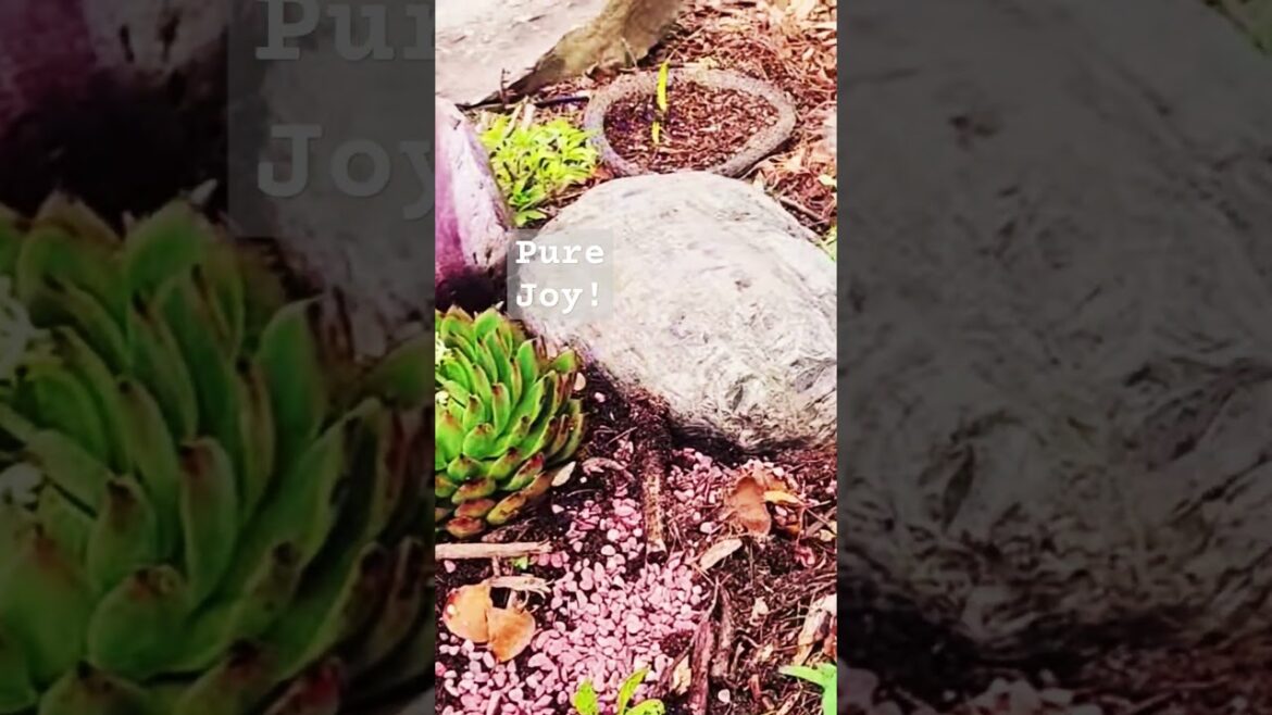 Exciting new garden.  #gardening #shorts #gardendesign