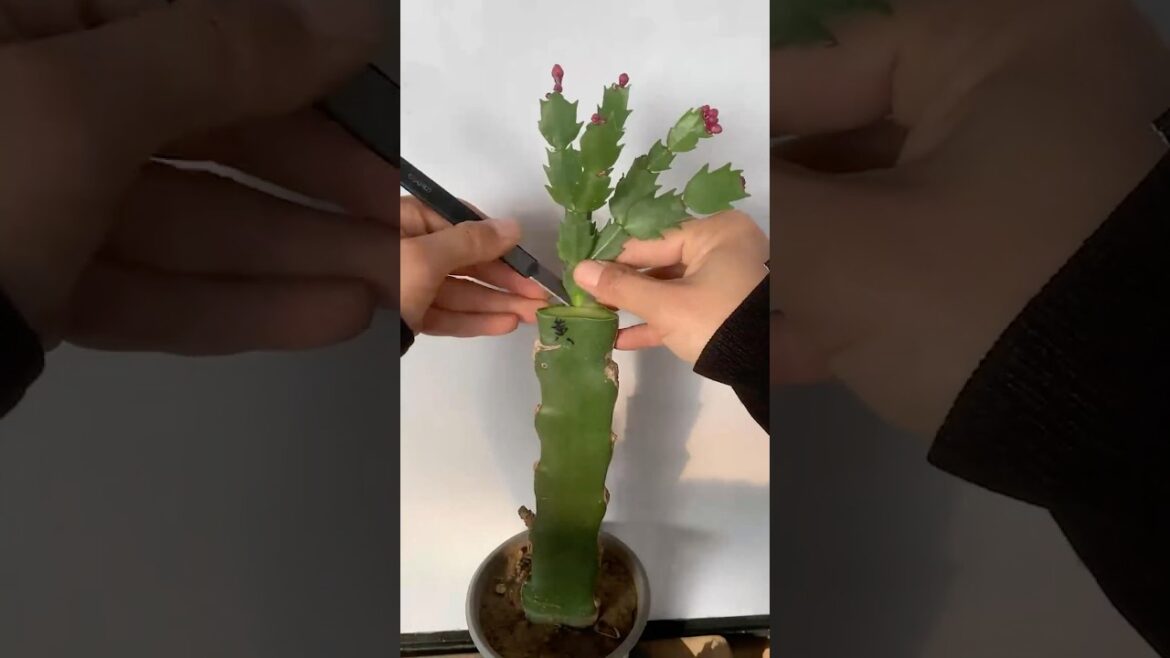 Cactus tips: How to graft two kinds of cactus 🌵#plants #gardening #cactus