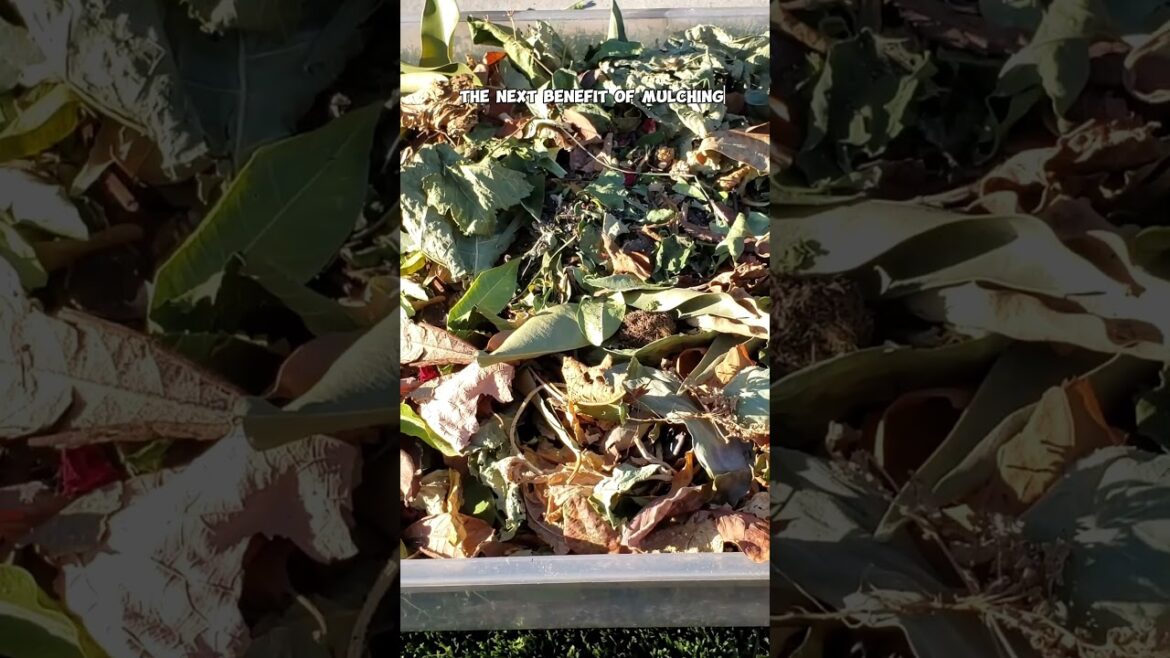 Mulch Mastery: Save Water, Boost Nutrients & Protect Your Garden!