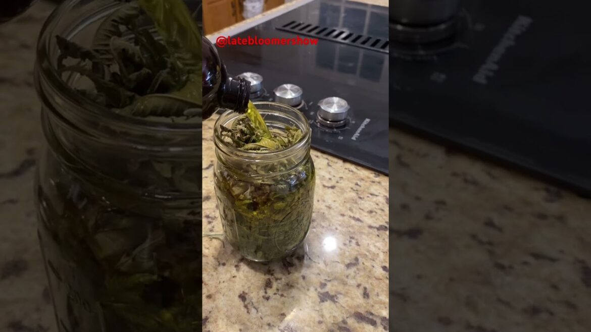 Infusing herbs in oil to make skin balm, Easy!