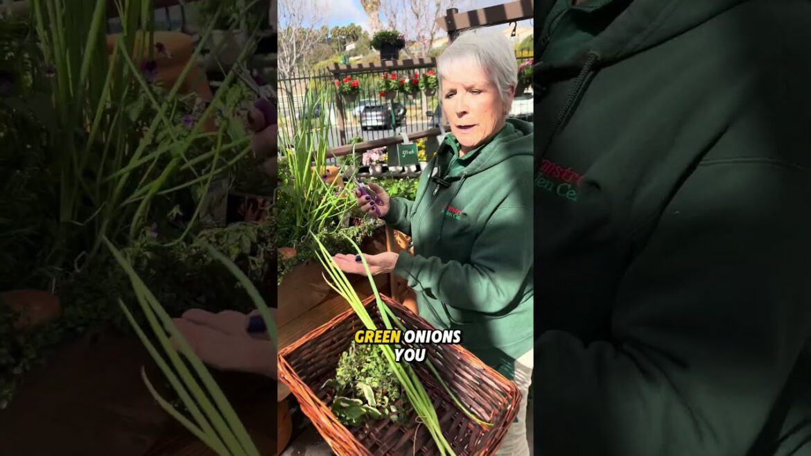 Grow Lemons, Herbs & More in a Contain Kitchen Garden!