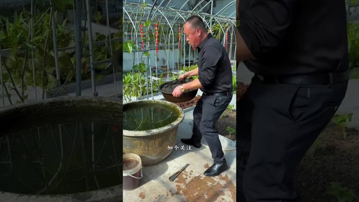 I took care of aquatic plants at home #shots #youtubeshorts