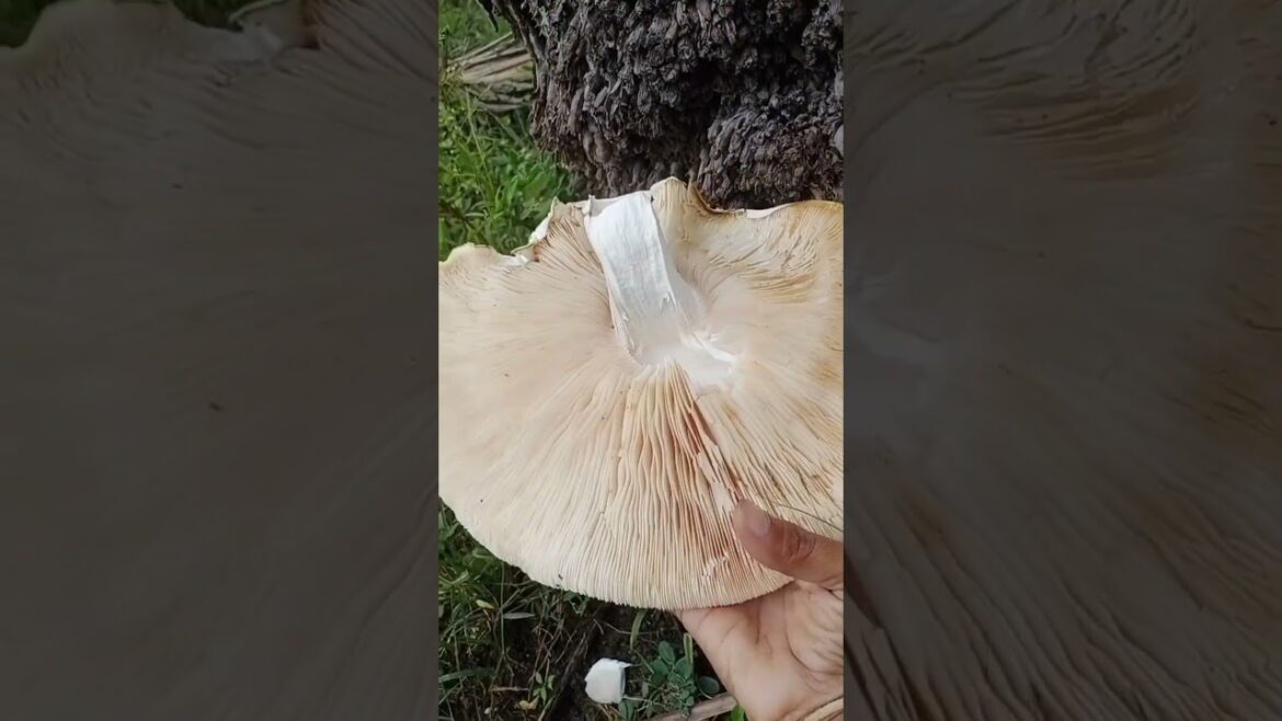 It's not edible mushroom I think so 🤗