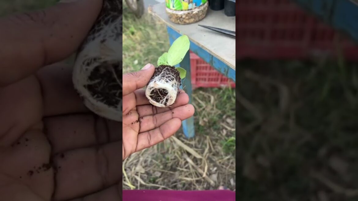 Sabji ki Kheti #farming #vegetablefarming #vegetablegarden #vegetablegardening #shorts