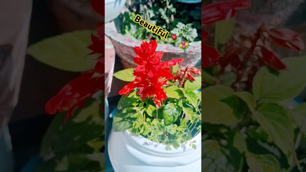 Nature's Art: Stunning Flower Showcase