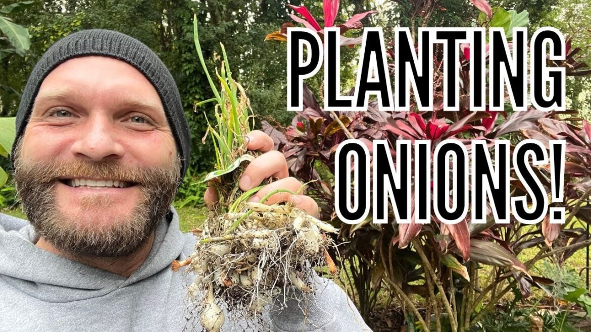 Complete Onion Planting Guide | Essential Gardening and Care Tips // The Gardener’s Garden Complete Onion Planting Guide | Essential Gardening and Care Tips // The Gardener's Garden