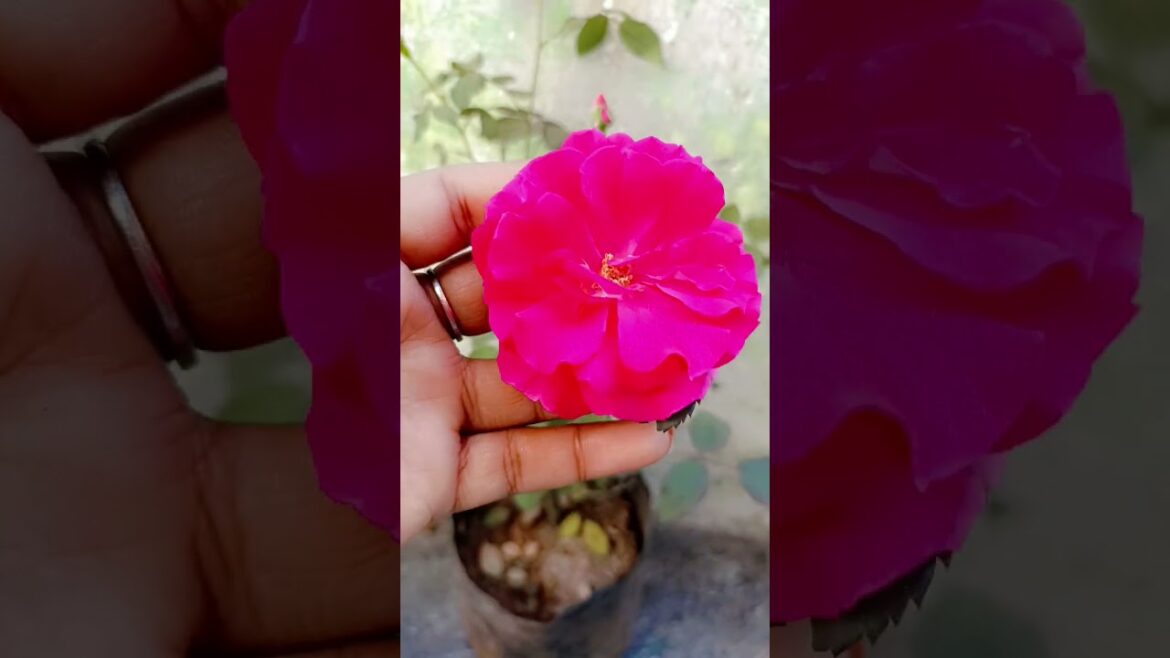 π₯°ππ€ #shots #trendingshorts π₯°ππ€ #shots #trendingshorts