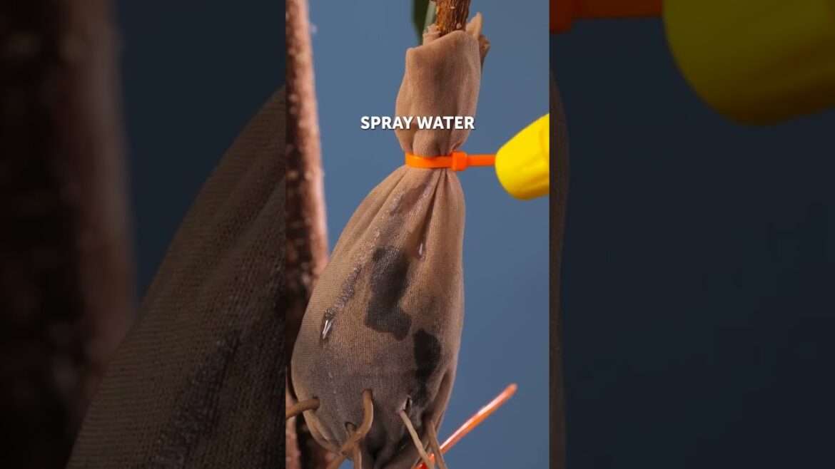 Secret Way to avoid overwatering plants 🌱☘️ #watering #plant #garden Secret Way to avoid overwatering plants 🌱☘️ #watering #plant #garden