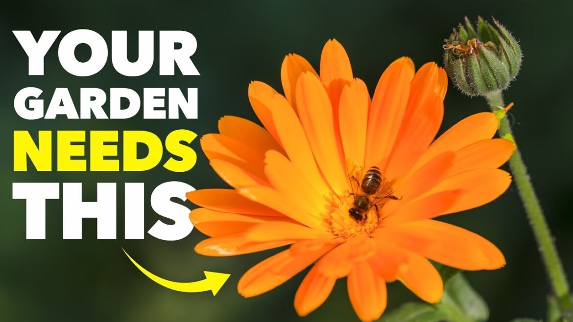 The Clever Reason Smart Gardeners Grow This One Flower The Clever Reason Smart Gardeners Grow This One Flower