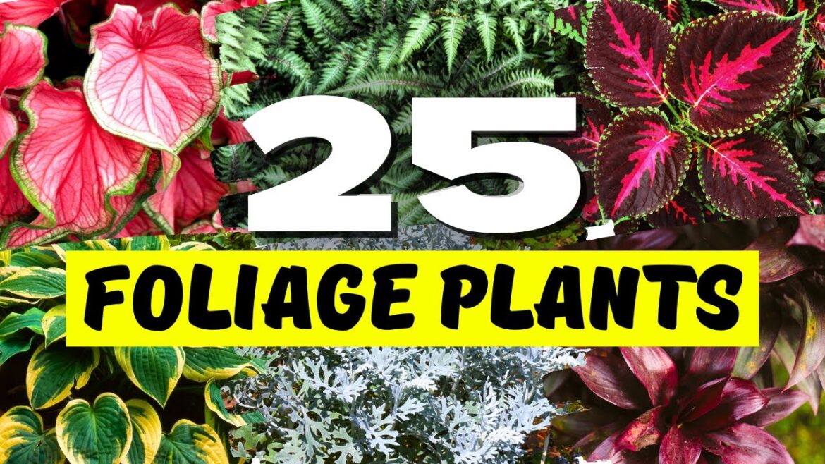 25 Best Outdoor Foliage Plants for a Lush, Green Garden! 💚