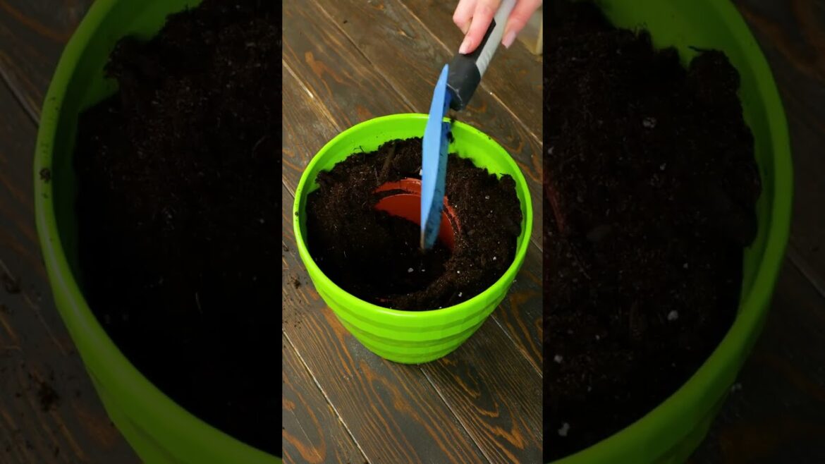 Make your Shorts a hit with “POLAR - FIREFLIES” 🎶🪴 How to Revive Neglected Plants