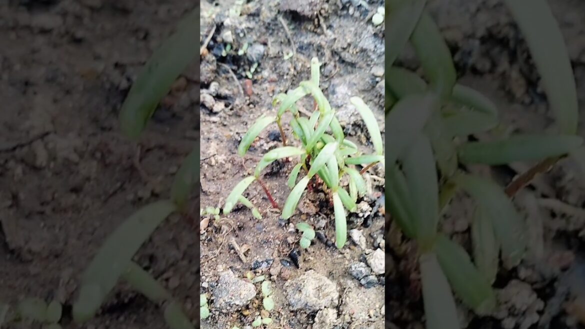 #songs#gardening#farming#ytshorts/@RBRNaprapancham