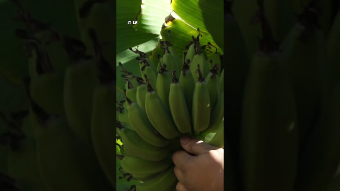 Harvesting Tree Ripened Bananas | Rajapuri Bananas in Action!